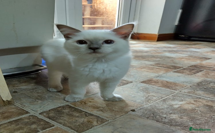 Ragdoll cats - Advert 14