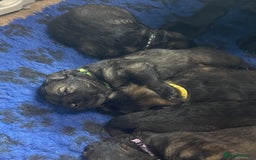 German Shepherd dogs for sale: German shepherd puppies  - Image 13