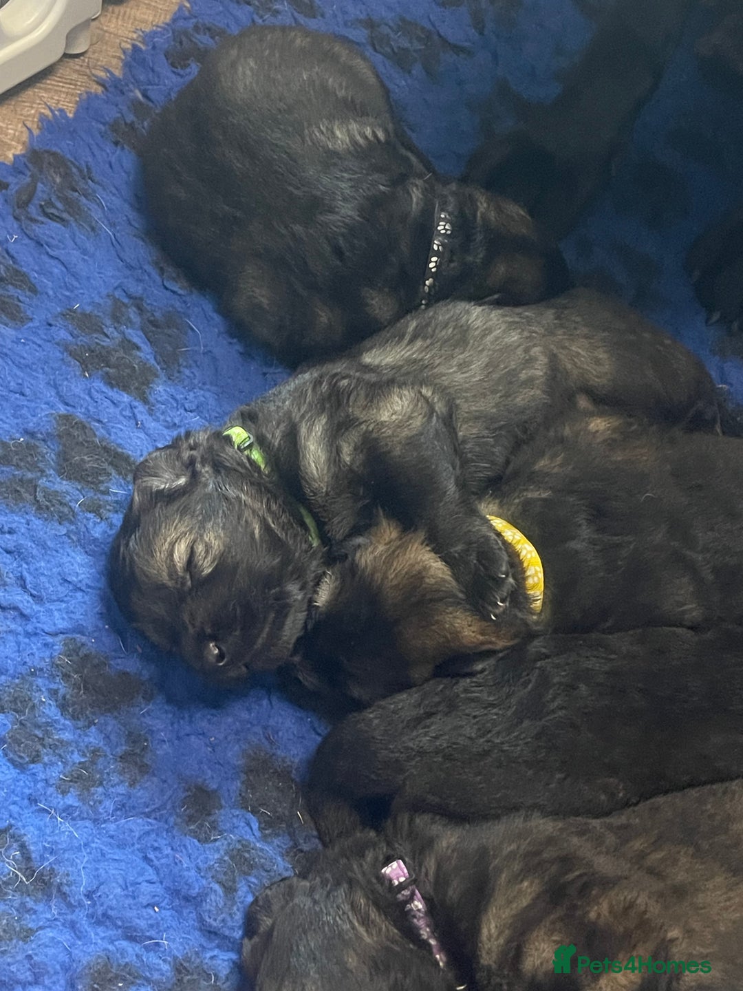 German Shepherd dogs for sale: German shepherd puppies  - Image 13