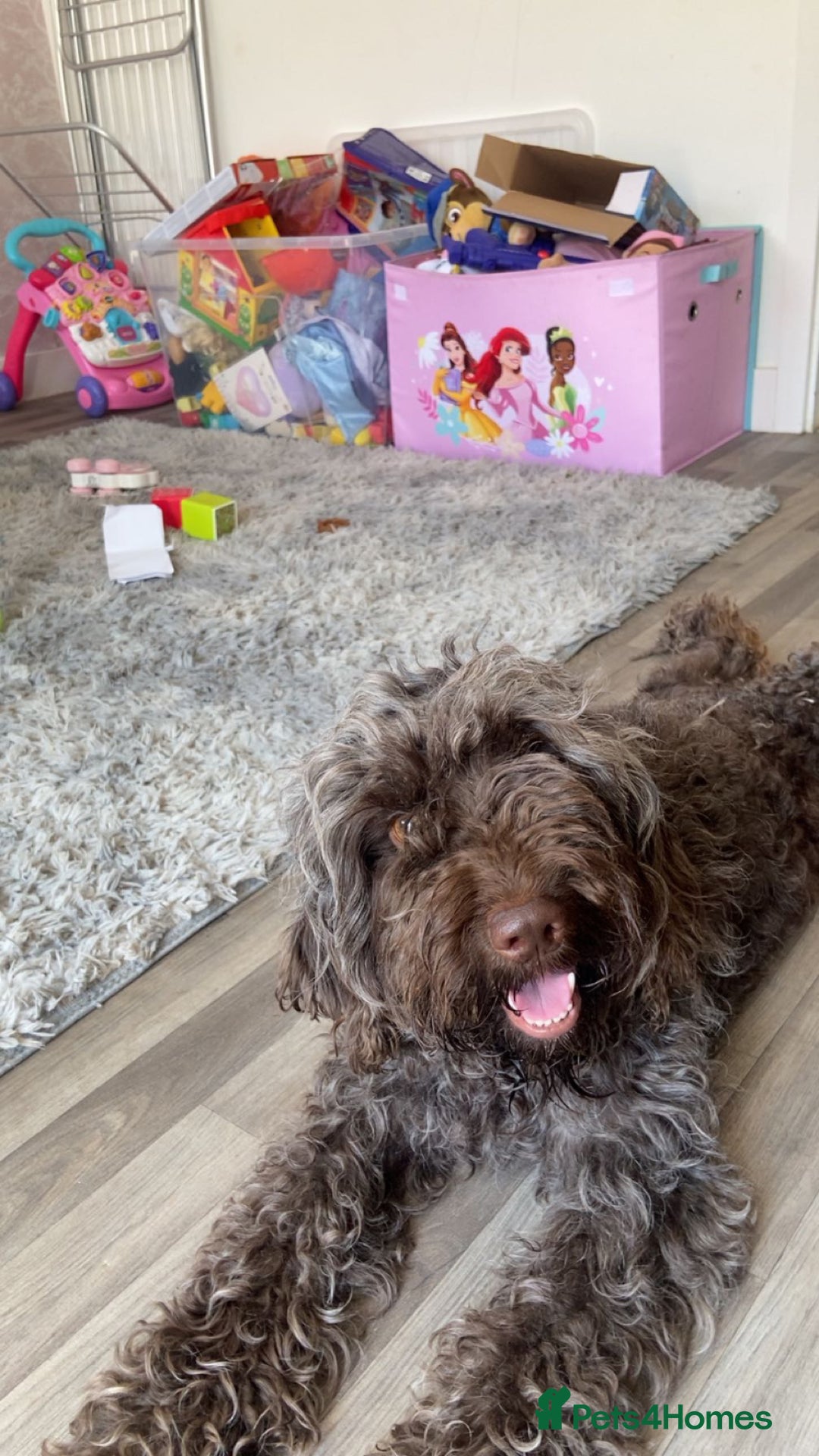 Cockapoo dogs for sale: Chocolate Cockapoo for rehoming🤎 - Image 1