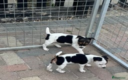 Jack Russell dogs for sale: Quality pure Jack Russell pups  - Image 9