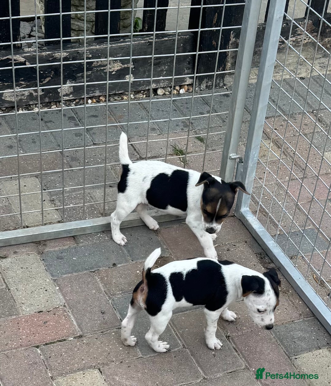 Jack Russell dogs for sale: Quality pure Jack Russell pups  - Image 9