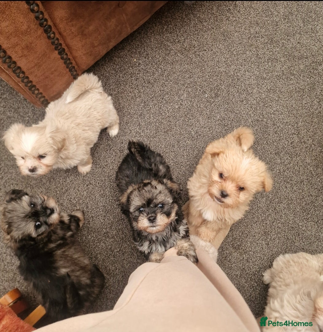 Shorkie dogs Adorable fluffy shorkies puppies  - Advert 2
