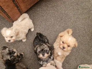 Shorkie dogs Adorable fluffy shorkies puppies - Advert 2