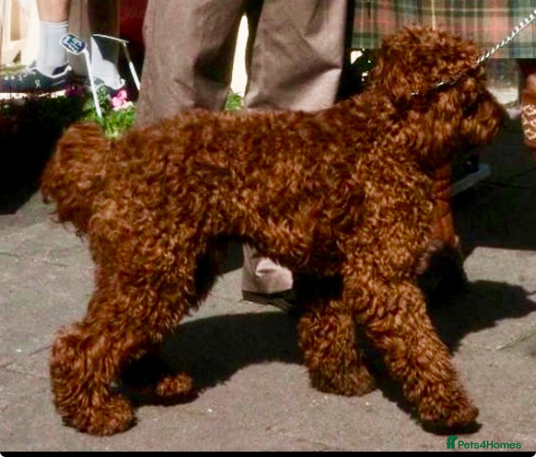 Mixed Breed dogs for sale: Irish doodle x Poodle Pointer puppies. Stunning!!! - Advert 7