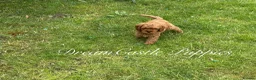 Cavapoo dogs for sale: Deep red Teddy Cavapoo ready now - Advert 13