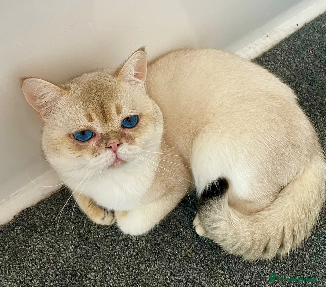 Scottish Fold cats for stud: Russian imported golden chinchilla ny1133 for stud in West Bromwich - Advert 2