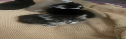 Mixed Breed cats for sale: Beautiful fluffy kittens, ready to leave now - Advert 8