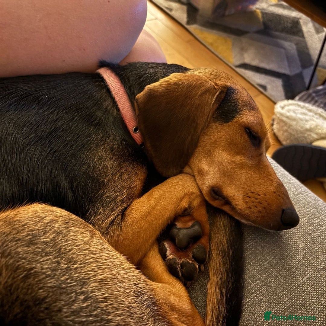 Mixed Breed dogs for adoption: Jilly (Greek Harehound mix) - Image 9