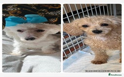 Maltipoo dogs for sale: BEAUTIFUL MALE MALTIPOOS READY NOW  in Kettering - Image 1