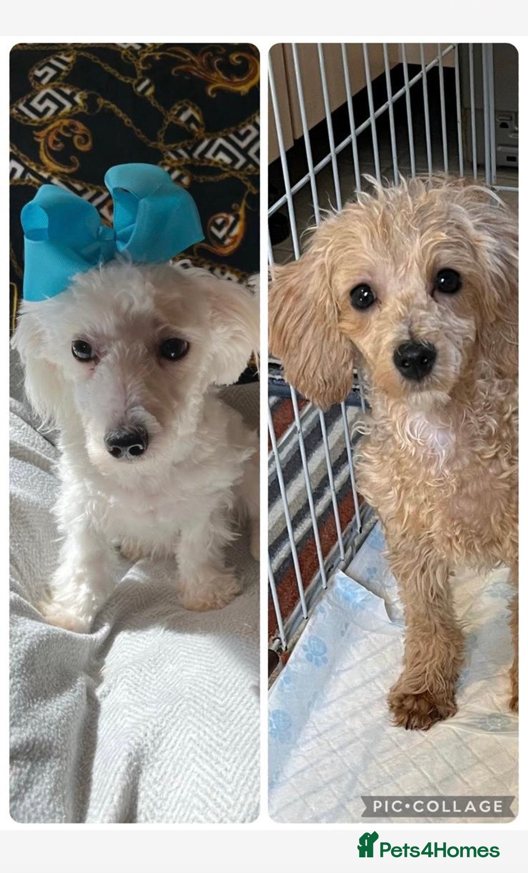 Maltipoo dogs for sale: BEAUTIFUL MALE MALTIPOOS READY NOW  in Kettering - Image 1