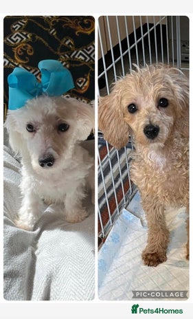 Maltipoo dogs in Kettering - Advert 5