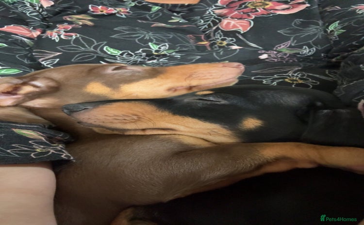 Miniature Dachshund dogs - Advert 2