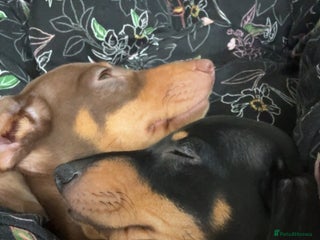 Miniature Dachshund dogs - Advert 4