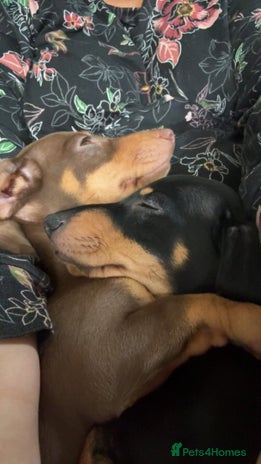 Miniature Dachshund dogs - Advert 6