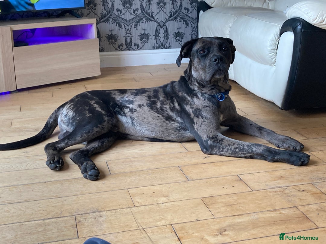 Mixed Breed dogs for sale: Cane corso x  - Advert 11