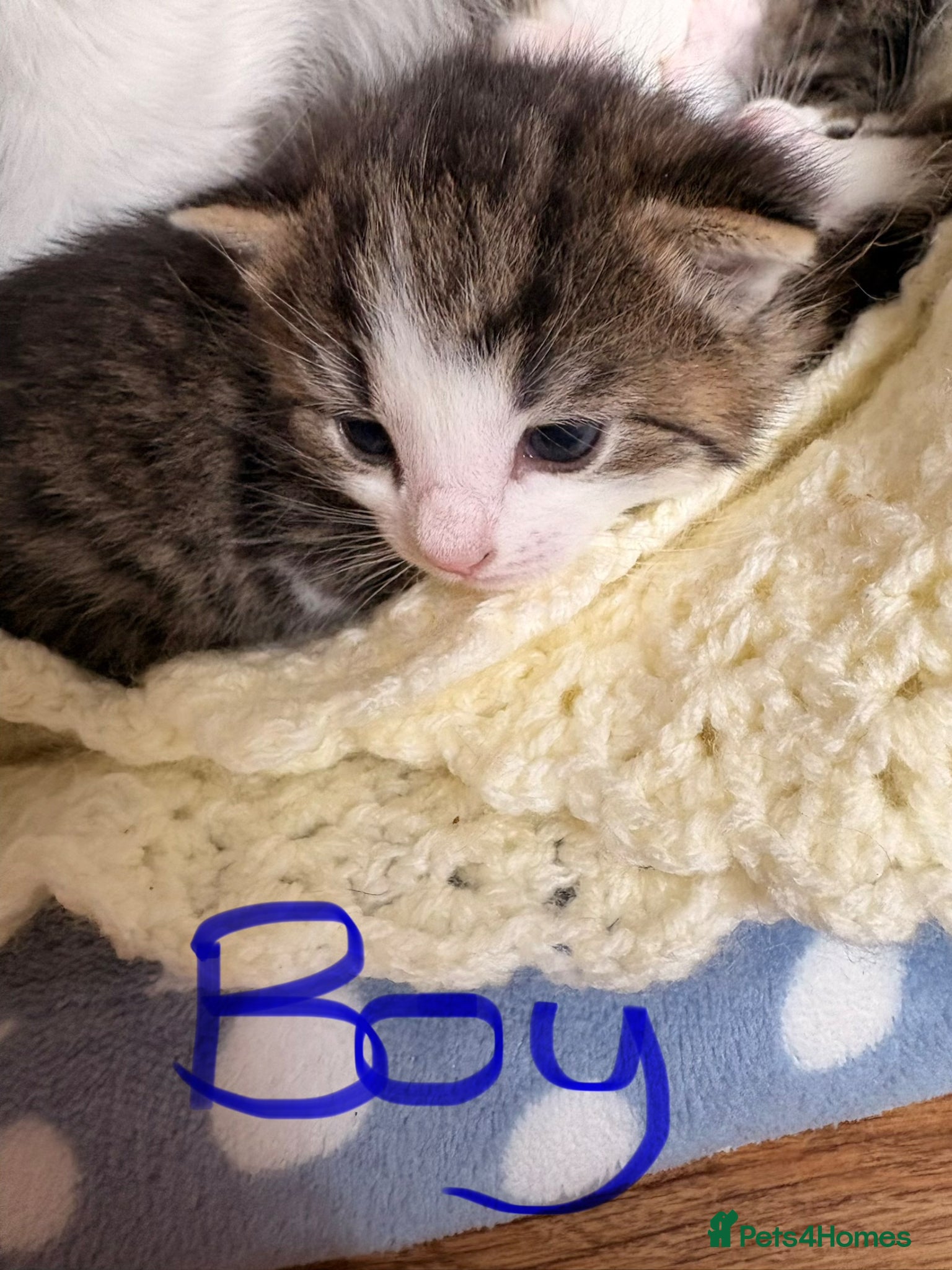 Mixed Breed Kitten 1