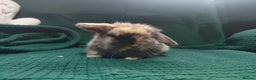 Mini Lop rabbits for sale: Beautiful Harlequin & Tri mini lop does   - Advert 5
