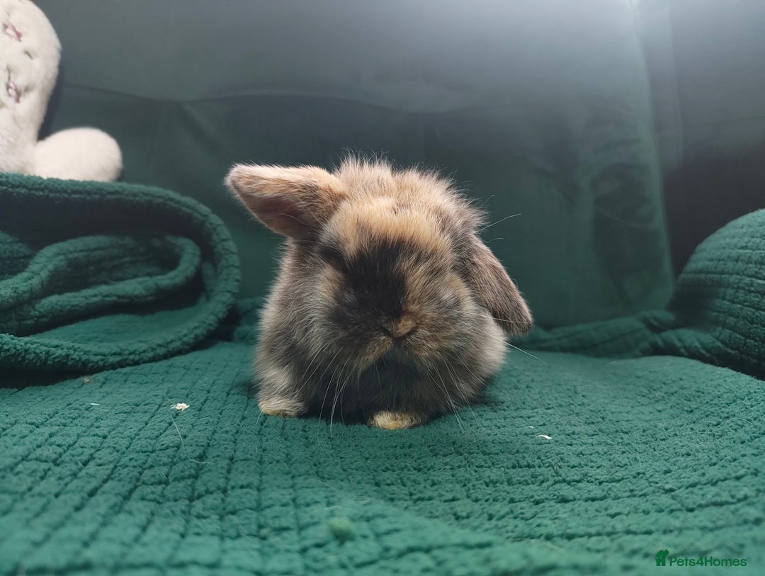 Mini Lop rabbits for sale: Beautiful Harlequin & Tri mini lop does   - Advert 5