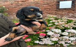 Cocker Spaniel dogs for sale: Working KC registered puppies  - Image 3