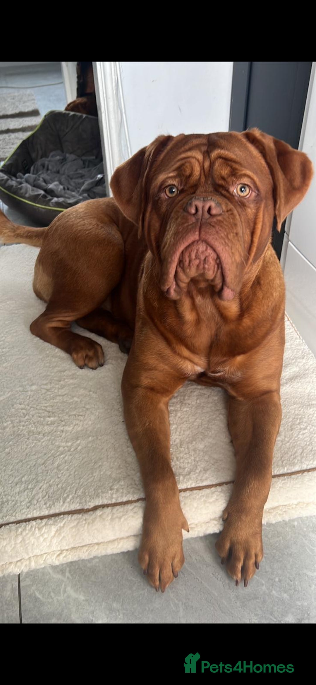Dogue De Bordeaux dogs for sale: Stunning little of Dogue De Bordeaux puppies  - Advert 14