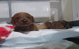 Cockapoo dogs for sale: Beautiful cockapoo puppies - Advert 4