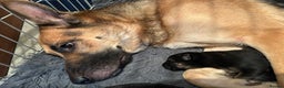 German Shepherd dogs for sale: X1 Full Bred Female German Shepherd Puppy - Advert 1