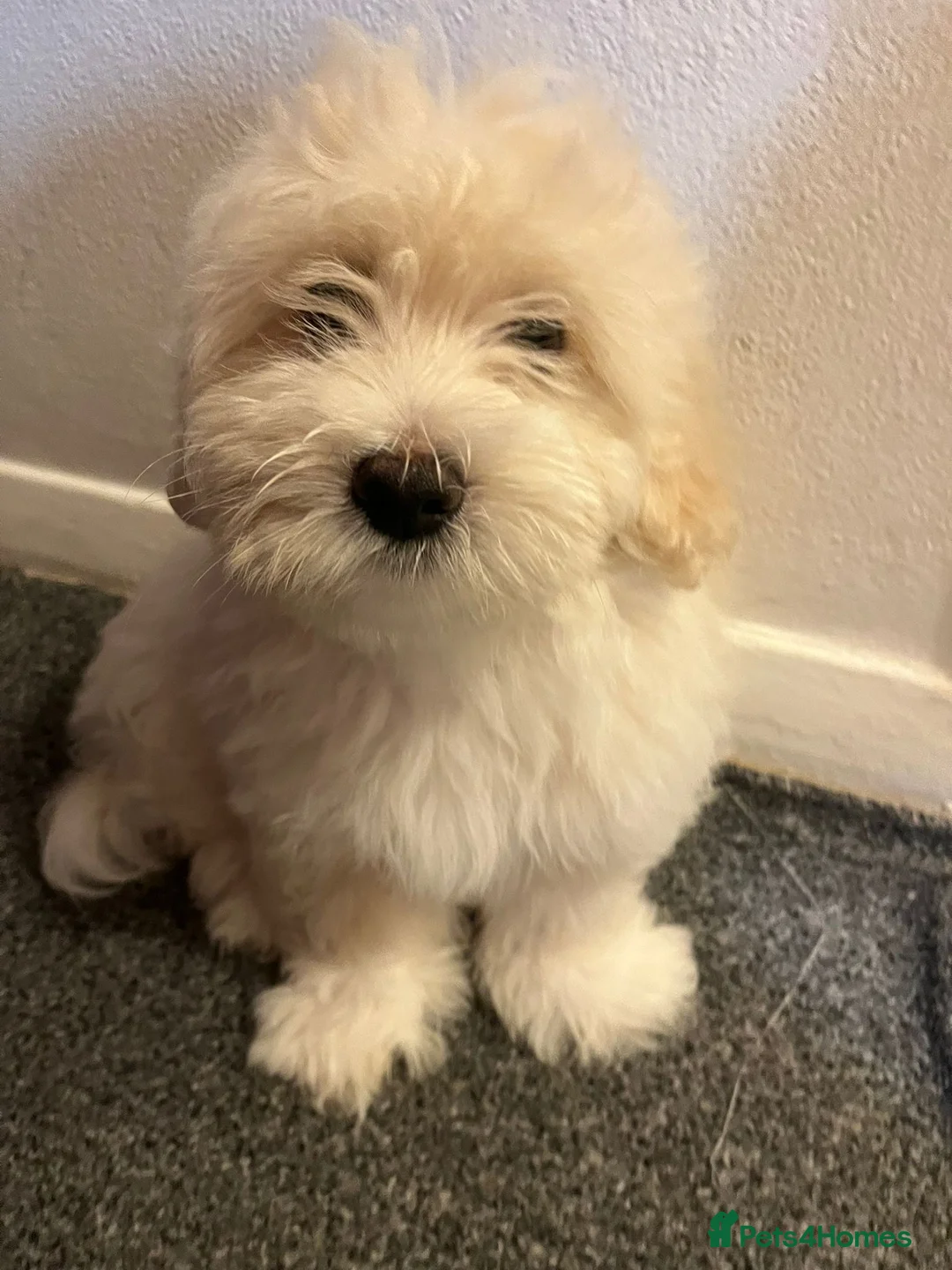Maltese dogs for sale: Bichon maltese puppies mini toy 3 boys - Advert 11