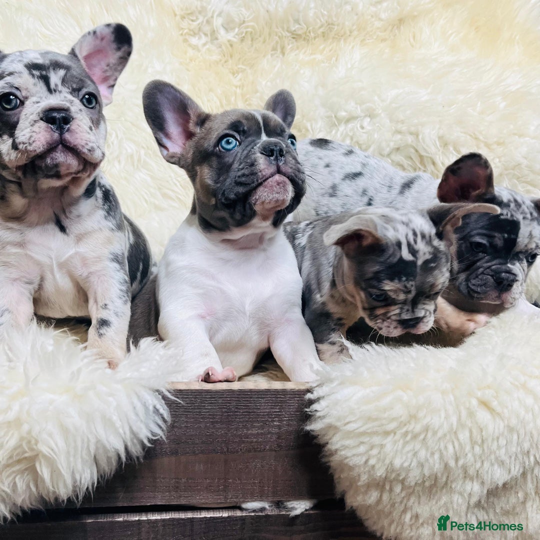 French Bulldog dogs for sale: x1 GIRL LEFT! RARE PURE BLUE MERLE TAN PUPPIES  - Advert 10
