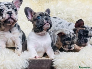 French Bulldog dogs - Advert 1