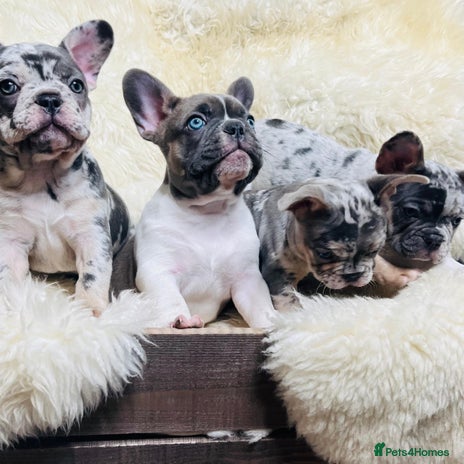 French Bulldog dogs - Advert 1