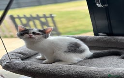 British Shorthair cats for sale: REDUCED 1 left - TICA Reg BSH Kittens in March - Image 7