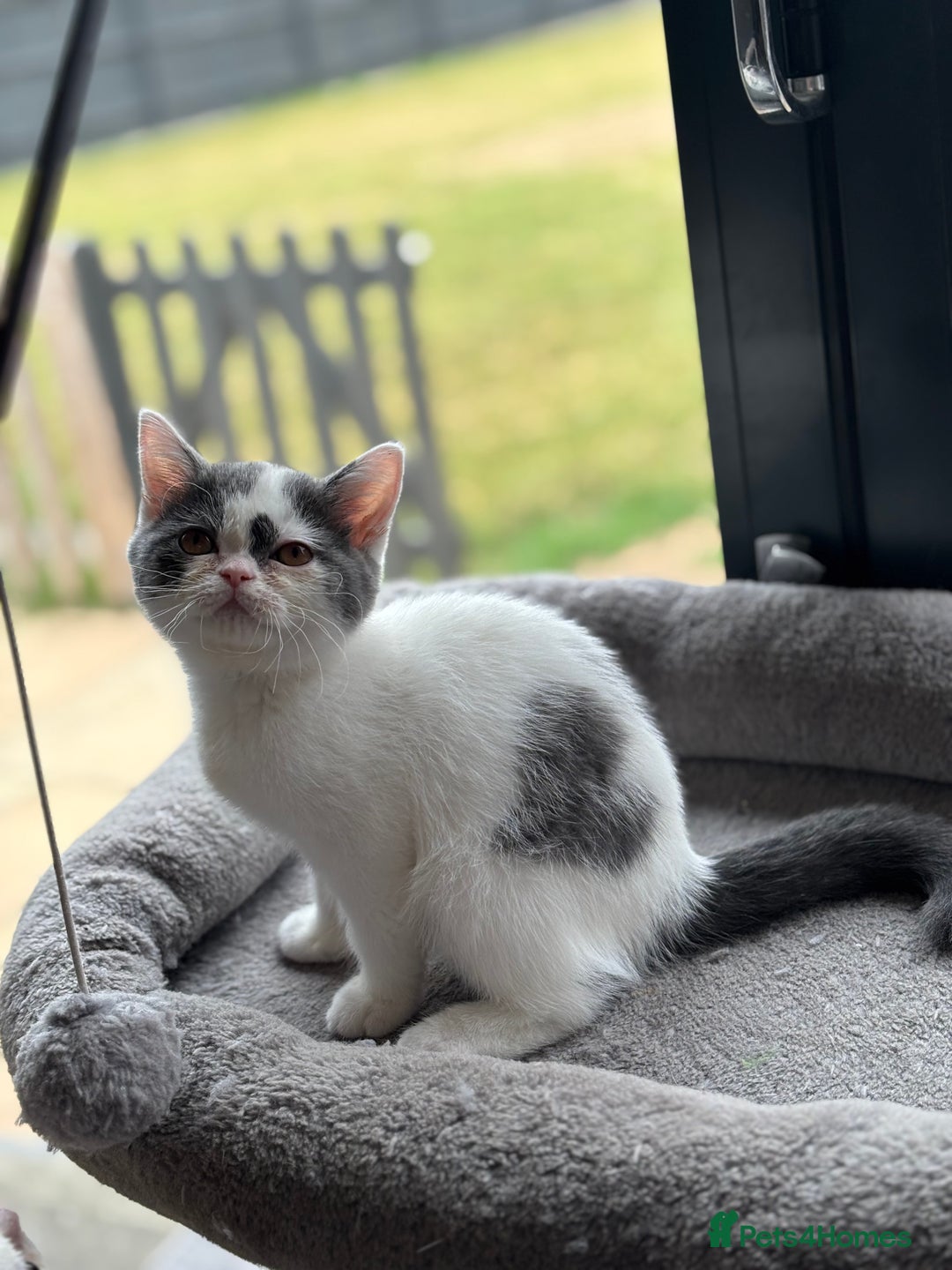 British Shorthair cats for sale: REDUCED 1 left - TICA Reg BSH Kittens in March - Image 7