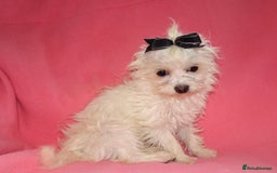 Maltese dogs for sale: XXXXS Tiny Maltese X Chihuahua F1 Malchi Boy Puppy - Image 5