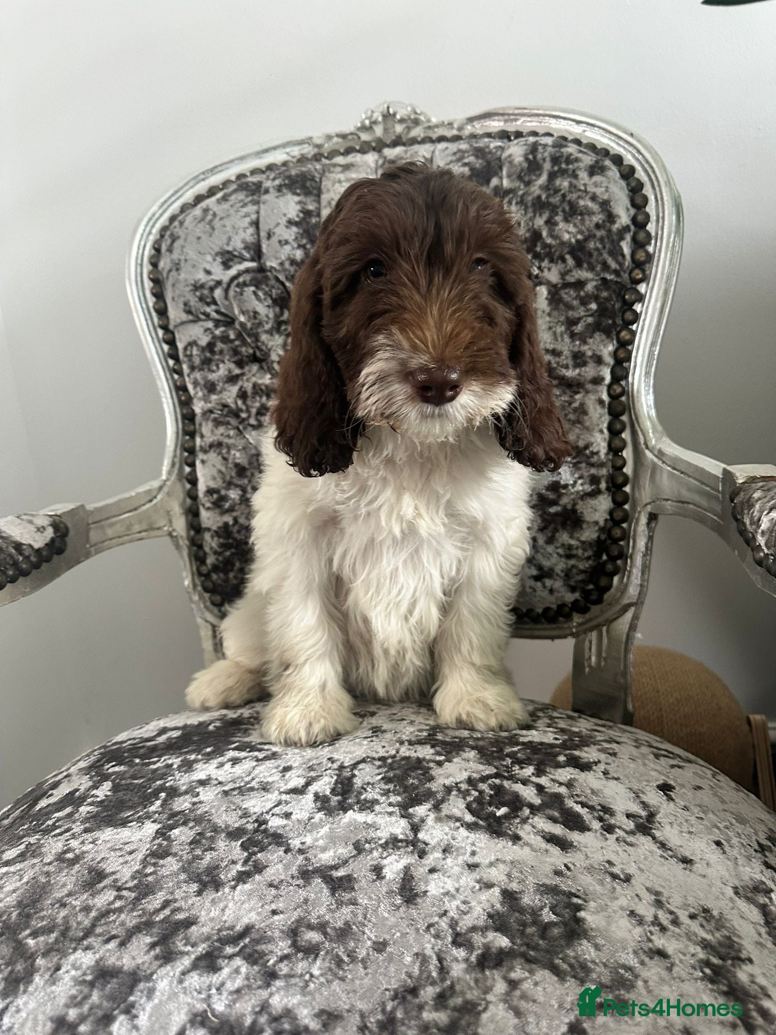 Labradoodle dogs Labradoodles puppies  ready now  - Advert 7
