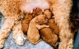 Toy Poodle dogs for sale: Astonishing TOY POODLES!!! - Image 6