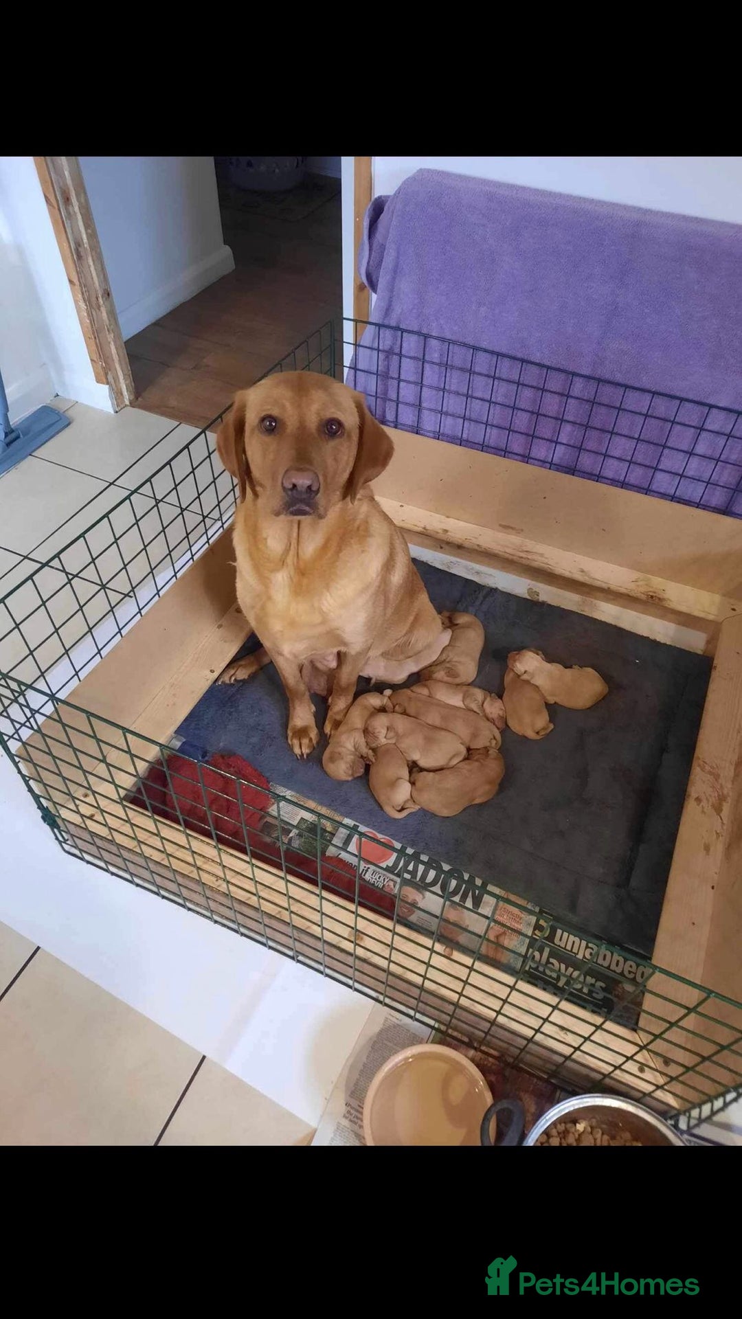 Labrador Retriever dogs for sale: Stunning litter of KC FOX RED PUPPYS  - Advert 1