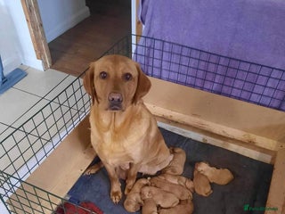 Labrador Retriever dogs Stunning litter of KC FOX RED PUPPYS - Advert 2