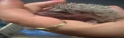 Pygmy Hedgehog rodents for sale: Pygmy hedgehogs  - Advert 9
