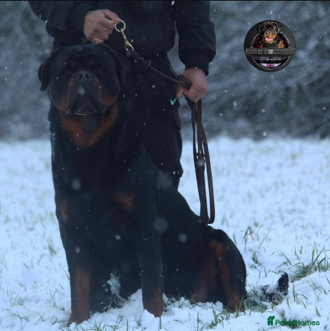 Rottweiler dogs for sale: Top KC Registered Rottweiler Puppies For Sale - Image 18
