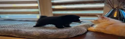 Pomeranian dogs for sale: 1 playful, beautiful Pomeranian for SALE!!! in Dagenham - Advert 5