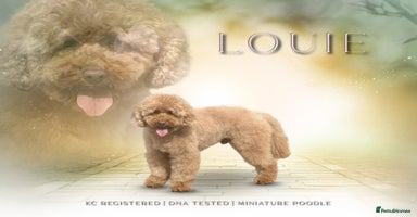 Miniature Poodle dogs in Market Drayton - Advert 7
