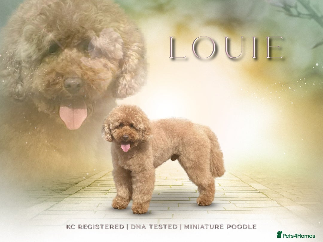 Miniature Poodle dogs for stud: Kc reg apricot  dna fully tested min poodle stud in Market Drayton - Image 2