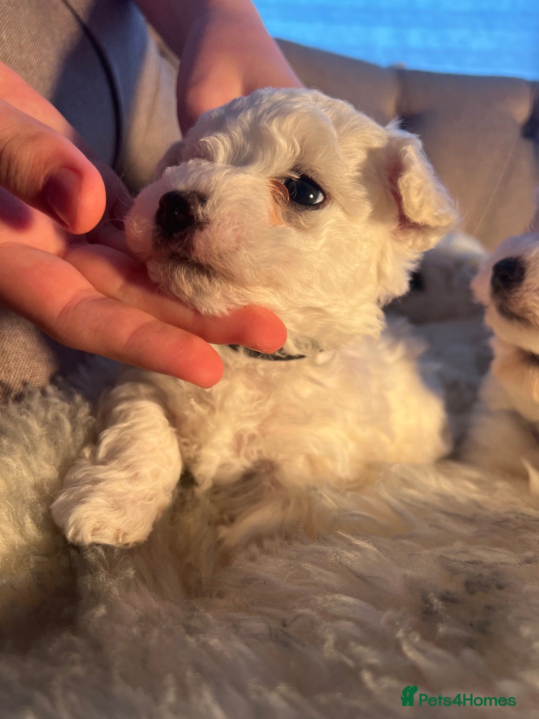 Mixed Breed dogs for sale: Bichon Maltese puppies!!! 3 girls and 1 boy!!! - Image 4