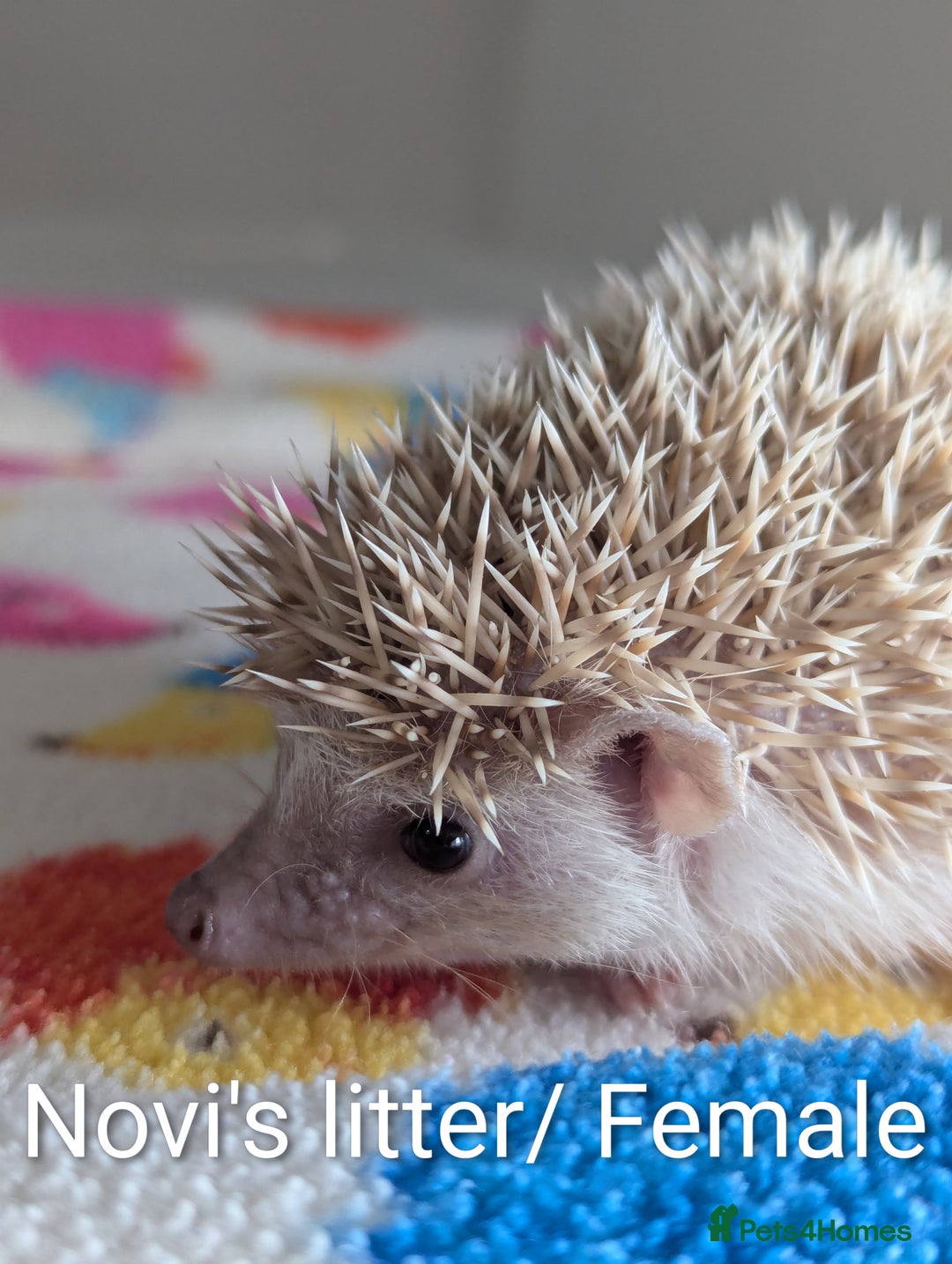 Pygmy Hedgehog rodents for sale: Beautiful Hoglets Ready to Reserve Now - Advert 8