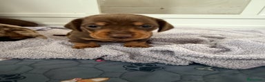 Miniature Dachshund Puppy 1