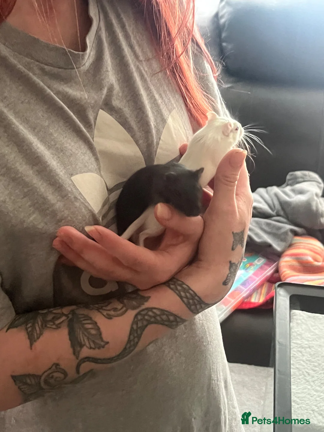 Gerbil rodents for sale: Gerbils - Advert 2