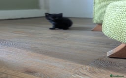 Domestic Shorthair cats for sale: Ready now  - Image 10