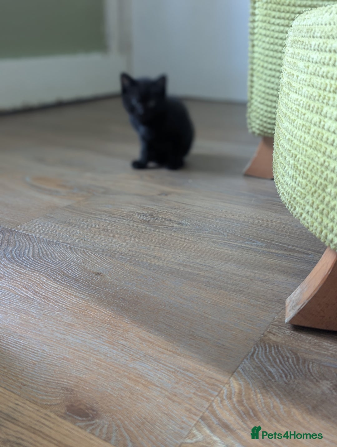 Domestic Shorthair cats for sale: Ready now  - Image 10