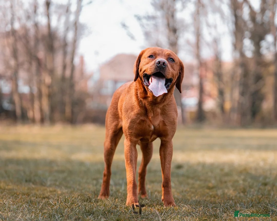 Labrador Retriever dogs for stud: Dark Fox Red Labrador For Stud in Leeds - Advert 3